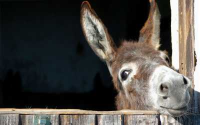 Wycieczka: Ja, tato i mama z Pafos do farmy osiołków